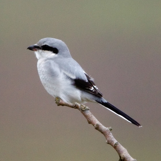Skirri
